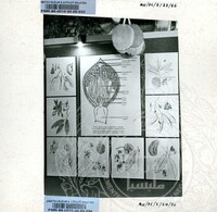 BAHAN PAMERAN DURIAN RAJA SEGALA BUAH