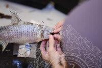 BENGKEL TAKSIDERMI IKAN