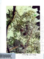 PAMERAN DURIAN RAJA SEGALA BUAH