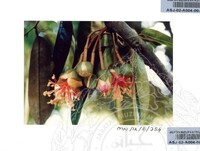 PAMERAN DURIAN RAJA SEGALA BUAH