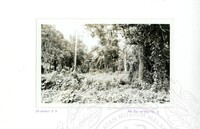 ARKEOLOGI SG. MAS, KEDAH SM, 32-4,93 VOL,3 HP FASA 4 LOKASI, POKOK, LAWATAN, CERAMAH, AKTIVITI - HITAM/ PUTIH. HASSAN