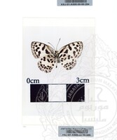 ALAM SEMULAJADI RAMA-RAMA JILID 1