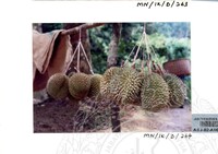 PAMERAN DURIAN RAJA SEGALA BUAH