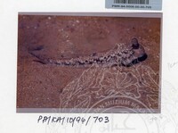 PAMERAN KEINDAHAN ALAM 1994 3