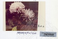 PAMERAN KEINDAHAN ALAM 1994 (2)