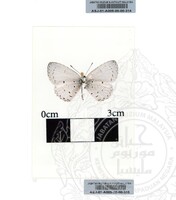 ALAM SEMULAJADI RAMA-RAMA JILID 1