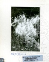 PAMERAN IDILFITRI DI MALAYSIA 1982