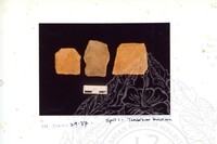 ARKEOLOGI SG. MAS, KEDAH SM : 32-4 / 93 VOL : 1 W