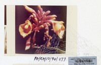 PAMERAN KEINDAHAN ALAM 1994 (2)