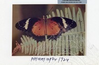 PAMERAN KEINDAHAN ALAM 1994 3