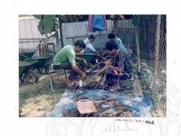 ARKEOLOGI SG. MAS, KEDAH SM: 32-7/ 94 (JILID 2) (WARNA)