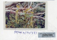 PAMERAN KEINDAHAN ALAM 1994 (2)