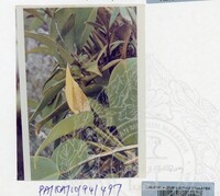 PAMERAN KEINDAHAN ALAM 1994 (2)