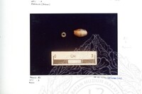 ARKEOLOGI SG. MAS, KEDAH SM : 32-4/93 VOL:2 W