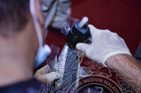 BENGKEL TAKSIDERMI IKAN