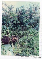 BANGUNAN MUZIUM ARKEOLOGI LEMBAH BUJANG KEDAH - JILID 5