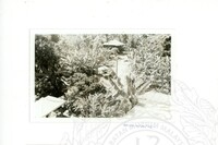 ARKEOLOGI SG. MAS, KEDAH SM, 32-4,93 VOL,3 HP FASA 4 LOKASI, POKOK, LAWATAN, CERAMAH, AKTIVITI - HITAM/ PUTIH. HASSAN