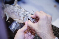 BENGKEL TAKSIDERMI IKAN