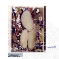 KOLEKSI PAMERAN ALAM SEMULAJADI 1994