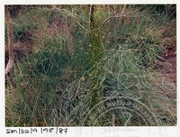 ARKEOLOGI SG. MAS, KEDAH SM : 32 - 9 / 98 (WARNA)