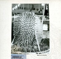 BAHAN PAMERAN DURIAN RAJA SEGALA BUAH