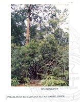 PENYELIDIKAN SURVEI ARKEOLOGI PERTUKAAN DAN EXPLORASI AWAL KOTA PURBA, LINGGIU, KOTA TINGGI JOHOR, PADA 04.08.2005,