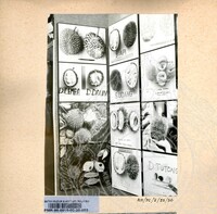 BAHAN PAMERAN DURIAN RAJA SEGALA BUAH