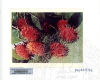 KOLEKSI PAMERAN ALAM SEMULAJADI 1994