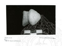 ARKEOLOGI SG. MAS, KEDAH SM: 32-5/ 93 (ARTIFAK) (HITAM PUTIH)