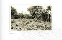 ARKEOLOGI SG. MAS, KEDAH SM, 32-4,93 VOL,3 HP FASA 4 LOKASI, POKOK, LAWATAN, CERAMAH, AKTIVITI - HITAM/ PUTIH. HASSAN