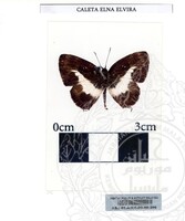 ALAM SEMULAJADI RAMA-RAMA JILID 1