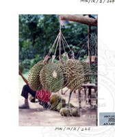 PAMERAN DURIAN RAJA SEGALA BUAH