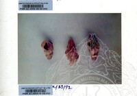 KOLEKSI PAMERAN ARKEOLOGI