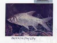 PAMERAN KEINDAHAN ALAM 1994 3