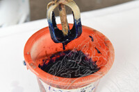 KERJA-KERJA PENYELIDIKAN DI PAHANG, TERENGGANU, KELANTAN