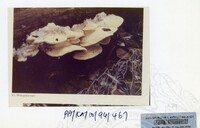 PAMERAN KEINDAHAN ALAM 1994 (2)