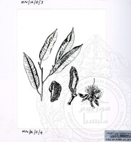 PAMERAN DURIAN RAJA SEGALA BUAH