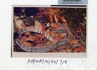 PAMERAN KEINDAHAN ALAM 1994 3