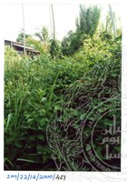 ARKEOLOGI SG, MAS, KEDAH  SM: 32-14/ 2000 (JILID 3)