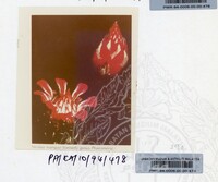 PAMERAN KEINDAHAN ALAM 1994 (2)