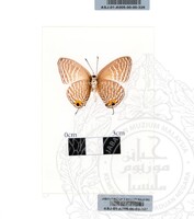 ALAM SEMULAJADI RAMA-RAMA JILID 1