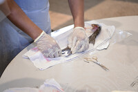 BENGKEL TAKSIDERMI IKAN