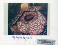 PAMERAN KEINDAHAN ALAM 1994 (2)