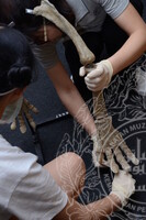 GAMBAR KOLEKSI DAN PENGENDALIAN PAMERAN GELARI 1