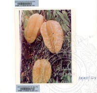 KOLEKSI PAMERAN ALAM SEMULAJADI 1994