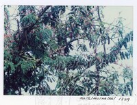 BANGUNAN MUZIUM ARKEOLOGI LEMBAH BUJANG KEDAH - JILID 5