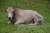 PROGRAM IBADAH QURBAN DAN AQIQAH 1440H 2019