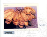 KOLEKSI PAMERAN ALAM SEMULAJADI 1994