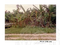 ARKEOLOGI SG. MAS, KEDAH SM: 32-7/95 (JILID 4) (WARNA)