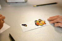 HMA 2024 - BUTTERFLY WING WORKSHOP BY ENTOPIA PENANG